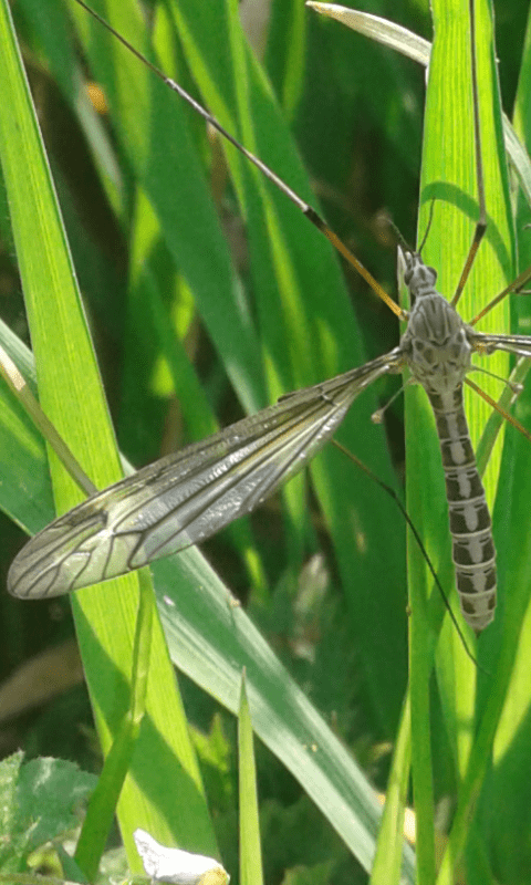 Tipulidae : Tipula cfr. lateralis, femmina